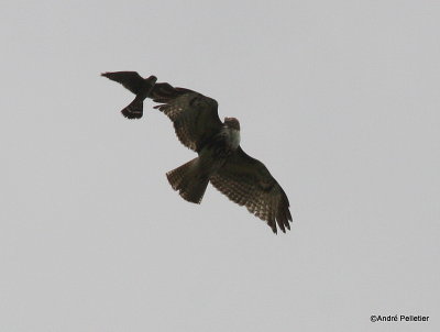 Buse  queue rousse Red-tailed hawk-97.JPG