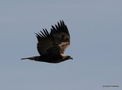 golden eagle aigle royal-5.JPG