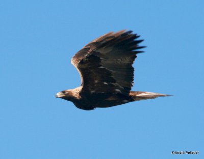 golden eagle aigle royal-4.JPG