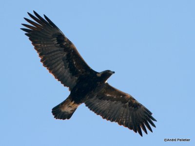 golden eagle aigle royal-2.JPG