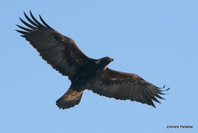 golden eagle aigle royal-1.JPG