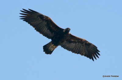 golden eagle aigle royal.JPG