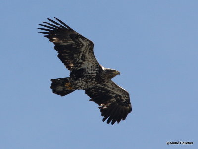 bald eagle pygargue  tte blanche-47.JPG