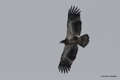 bald eagle pygargue  tte blanche-41.JPG