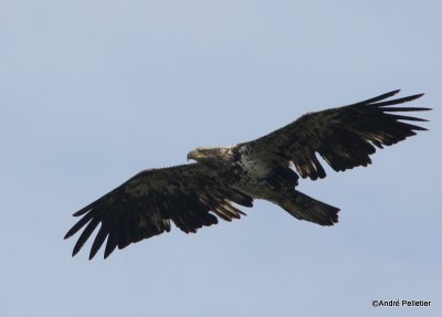 bald eagle pygargue  tte blanche-38.JPG