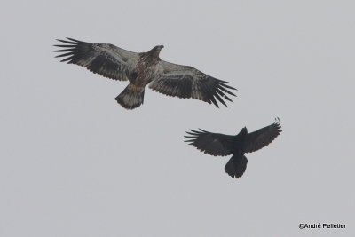 bald eagle and a raven pygargue et corbeau.JPG