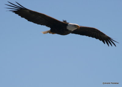 bald eagle with a gps device on its back pygargue avec un dispositif gps sur le dos-1.JPG