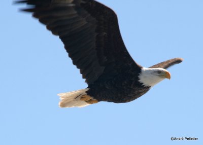 Golden and Bald eagles in flight  / Aigles Royal et Pygargues  tte blanche en vol