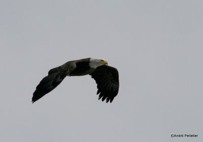 bald eagle pygargue  tte blanche.JPG