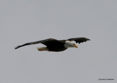 bald eagle pygargue  tte blanche-1.JPG