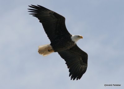bald eagle pygargue  tte blanche-2.JPG