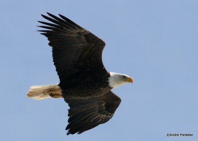 bald eagle pygargue  tte blanche-3.JPG