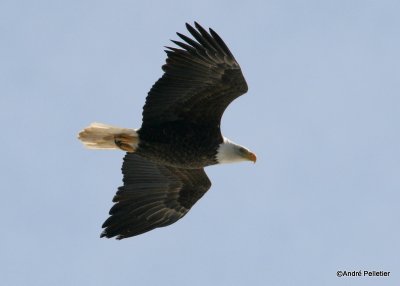 bald eagle pygargue  tte blanche-4.JPG