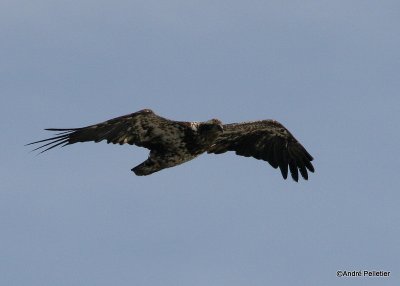 bald eagle pygargue  tte blanche-5.JPG