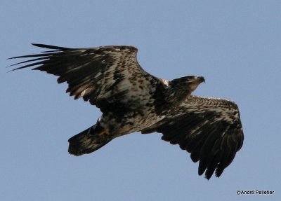 bald eagle pygargue  tte blanche-6.JPG