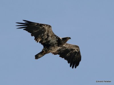 bald eagle pygargue  tte blanche-7.JPG