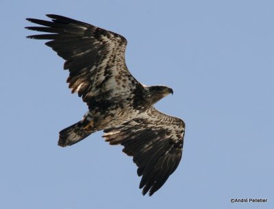 bald eagle pygargue  tte blanche-8.JPG
