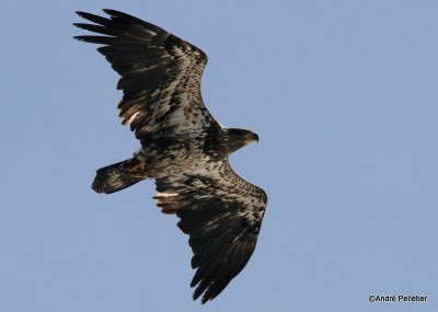 bald eagle pygargue  tte blanche-9.JPG