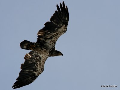 bald eagle pygargue  tte blanche-10.JPG