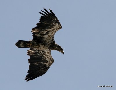 bald eagle pygargue  tte blanche-11.JPG
