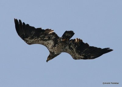 bald eagle pygargue  tte blanche-12.JPG