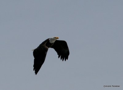 bald eagle pygargue  tte blanche-13.JPG