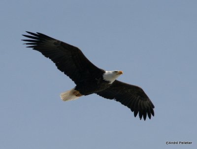 bald eagle pygargue  tte blanche-14.JPG