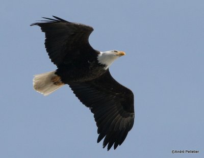 bald eagle pygargue  tte blanche-15.JPG
