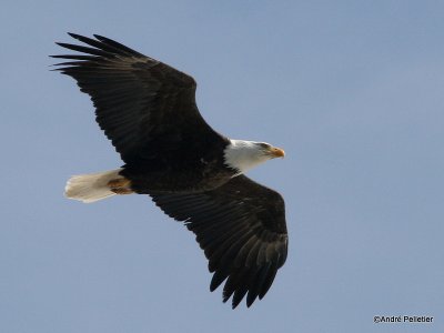 bald eagle pygargue  tte blanche-16.JPG