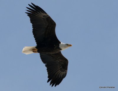 bald eagle pygargue  tte blanche-18.JPG