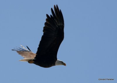 bald eagle pygargue  tte blanche-22.JPG