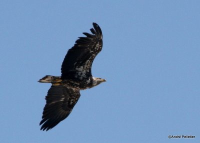 bald eagle pygargue  tte blanche-23.JPG