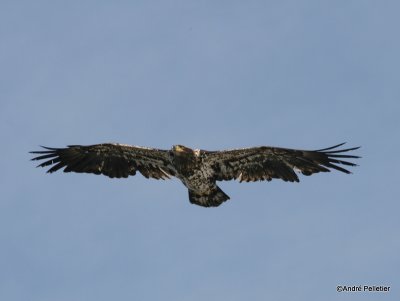 bald eagle pygargue  tte blanche-24.JPG
