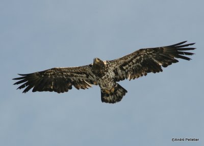 bald eagle pygargue  tte blanche-25.JPG