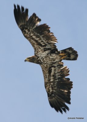bald eagle pygargue  tte blanche-27.JPG