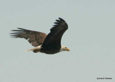 bald eagle pygargue  tte blanche-29.JPG