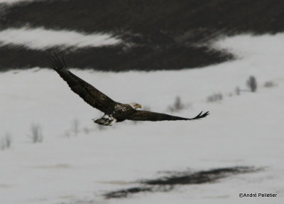 bald eagle pygargue  tte blanche-30.JPG
