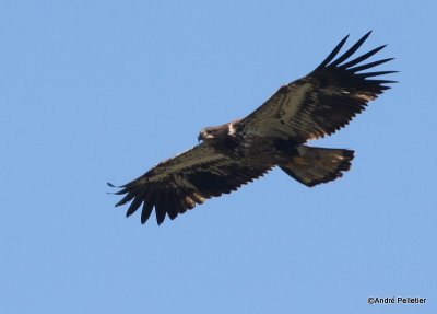 bald eagle pygargue  tte blanche-31.JPG