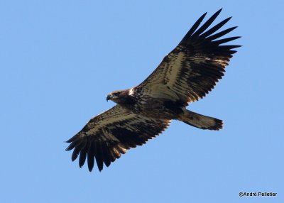 bald eagle pygargue  tte blanche-33.JPG
