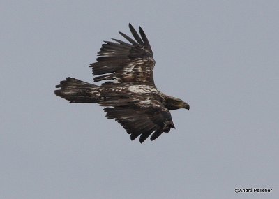 bald eagle pygargue  tte blanche-35.JPG