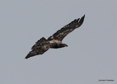 Golden and Bald eagles in flight / Aigles Royal et Pygargues à tête blanche en vol