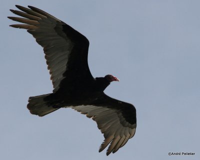 Turkey vultures in flight  /  Urubus  tte rouge en vol