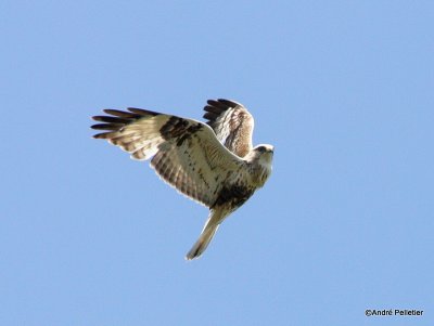 Buse pattue Rough-legged hawk-7.JPG