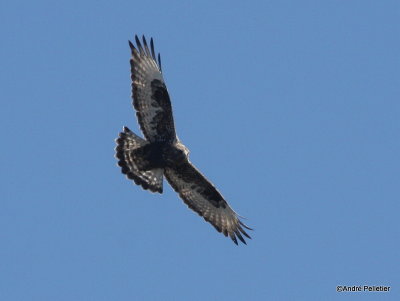 Buse pattue _ Rough-legged hawk-3.JPG