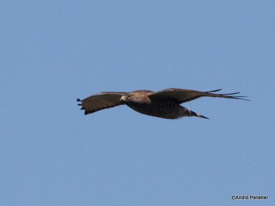 Petite buse _ Broad-wing hawk-5.JPG