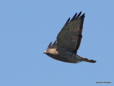 Petite buse _ Broad-wing hawk-6.JPG
