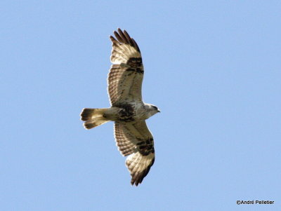 Buse pattue Rough-legged hawk-9.JPG