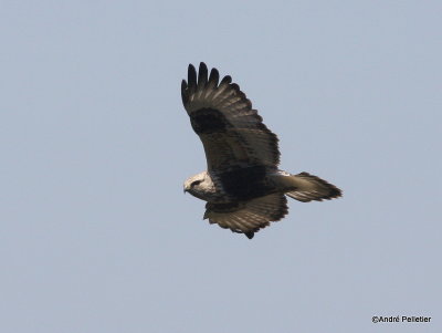 Buse pattue Rough-legged hawk-4.JPG