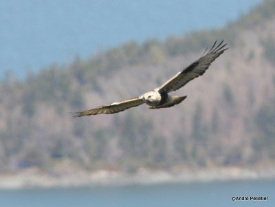 Buse pattue Rough-legged hawk-2.JPG