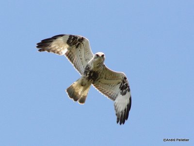 Buse pattue Rough-legged hawk-8.JPG